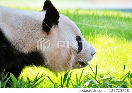 giant panda giant panda 125725728