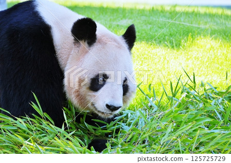 giant panda giant panda 125725729
