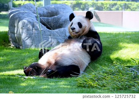giant panda giant panda 125725732