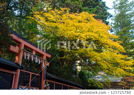 Koyasan Danjo Garan Shrine in Autumn Koyasan Danjo Garan Shrine in Autumn 125725780