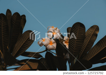 Stunningly Beautiful Plumeria Flowers Displayed Against a Bright Blue Sky Backdrop 125725792