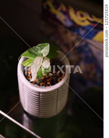 An indoor plant beautifully arranged in a decorative pot filled with colorful stones An indoor plant beautifully arranged in a decorative pot filled with colorful stones 125725819