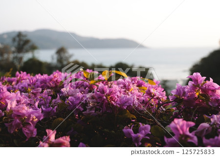 A Beautiful Blooming Bougainvillea Overlooking a Serene and Scenic Sea View Ahead A Beautiful Blooming Bougainvillea Overlooking a Serene and Scenic Sea View Ahead 125725833