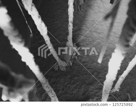 An Abstract Black and White Scene with Textured Elements, creating a striking atmosphere An Abstract Black and White Scene with Textured Elements, creating a striking atmosphere 125725892