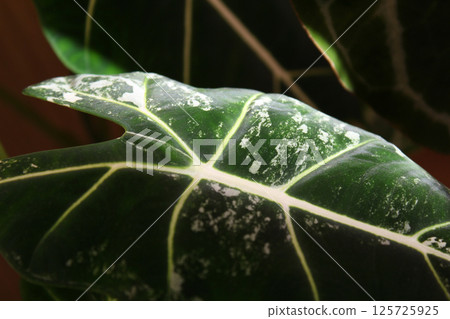 Closeup view of a Leaf showcasing its Intricate Veins and Beautiful Texture details Closeup view of a Leaf showcasing its Intricate Veins and Beautiful Texture details 125725925