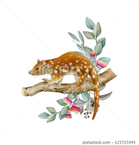 Spotted-tailed quoll with eucalyptus leaf decoration. Australia native animal realistic illustration. Hand drawn Australian endemic wildlife marsupial mammal. Tiger quoll decor on white background Spotted-tailed quoll with eucalyptus leaf decoration. Australia native animal realistic illustration. Hand drawn Australian endemic wildlife marsupial mammal. Tiger quoll decor on white background 125725945