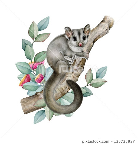 Sugar glider possum on eucalyptus branch watercolor illustration. Sugar glider on the gum twig. Cute small exotic Australia native animal. Hand drawn possum Australian wildlife animal with leaf decor 125725957