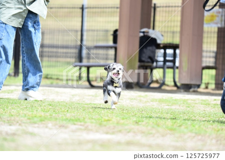 吉娃娃和馬耳他犬的混血 125725977