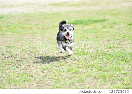 Chihuahua and Maltese mixed breed Chihuahua and Maltese mixed breed 125725983