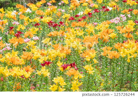 五顏六色的百合花 125726244