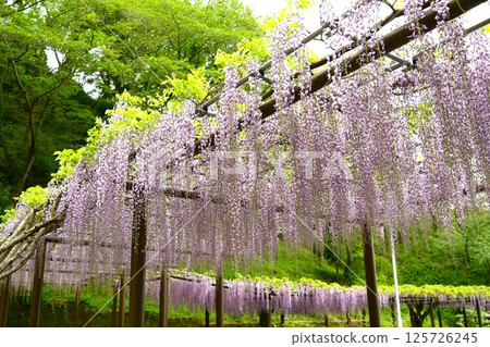 蓮花寺池公園的紫藤花架十分美麗 125726245