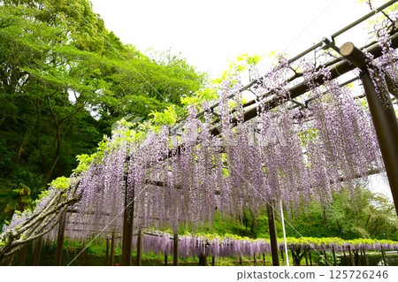 蓮花寺池公園的紫藤花架十分美麗 125726246