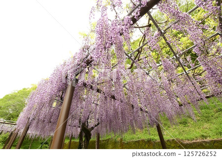 A magnificent wisteria trellis at Rengejiike Park A magnificent wisteria trellis at Rengejiike Park 125726252