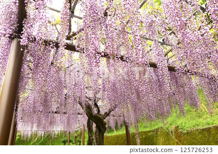 A magnificent wisteria trellis at Rengejiike Park A magnificent wisteria trellis at Rengejiike Park 125726253