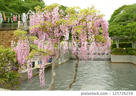 蓮花寺池公園的紫藤花架十分美麗 蓮花寺池公園的紫藤花架十分美麗 125726259