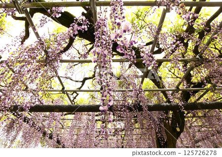 A magnificent wisteria trellis at Rengejiike Park 125726278