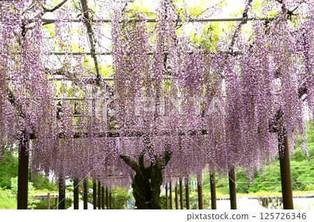 A magnificent wisteria trellis at Rengejiike Park A magnificent wisteria trellis at Rengejiike Park 125726346