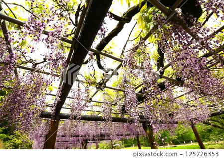 A magnificent wisteria trellis at Rengejiike Park 125726353