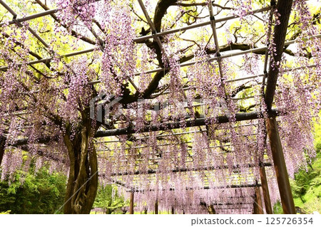 蓮花寺池公園的紫藤花架十分美麗 蓮花寺池公園的紫藤花架十分美麗 125726354