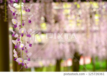 A magnificent wisteria trellis at Rengejiike Park 125726361