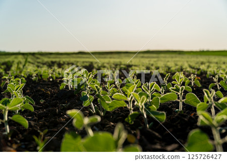 Ripe soybean plants grow in rows under a clear blue sky, indicating a successful harvest season in full swing 125726427