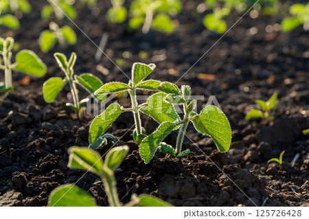 Soybean plants flourish in the warm sunlight, showcasing healthy green leaves and pods ready for harvest in a fertile field 125726428