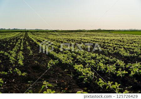 Rows of vibrant soybean plants grow steadily in a sunlit agricultural field, indicating the time for harvest is near Rows of vibrant soybean plants grow steadily in a sunlit agricultural field, indicating the time for harvest is near 125726429