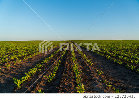 Sugar beet seedlings grow in orderly rows across expansive farmland, thriving under a clear blue sky in early growth stages Sugar beet seedlings grow in orderly rows across expansive farmland, thriving under a clear blue sky in early growth stages 125726435