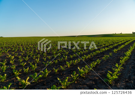 Vibrant sugar beet seedlings thrive in a spacious farmland under the morning sky, showcasing agricultural cultivation practices Vibrant sugar beet seedlings thrive in a spacious farmland under the morning sky, showcasing agricultural cultivation practices 125726436