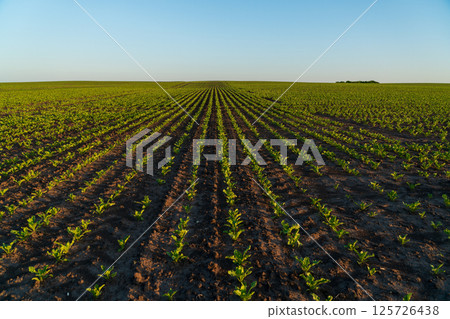 Sugar beet seedlings grow in neat rows across vast farmland, showcasing vibrant green sprouts in the early morning light 125726438