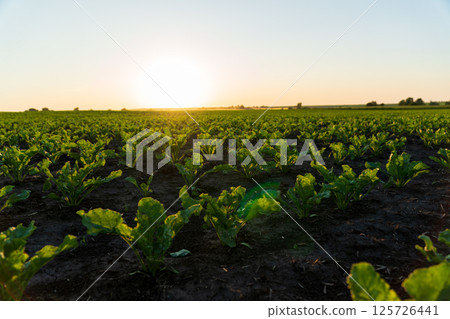 Rows of young sugar beet plants thrive in rich soil as the sun sets, illuminating the agricultural landscape with a golden glow 125726441
