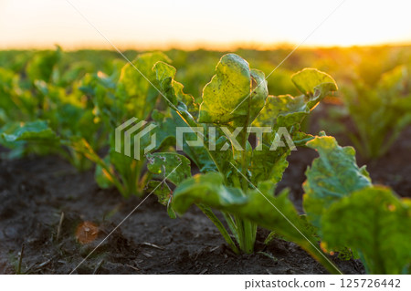 Healthy sugar beet seedlings emerge from dark soil, basking in warm sunlight on a picturesque agricultural field Healthy sugar beet seedlings emerge from dark soil, basking in warm sunlight on a picturesque agricultural field 125726442