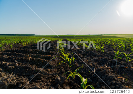 Rows of young corn plants emerge from dark soil in a vast, green field, basking in warm sunlight with a clear blue sky above Rows of young corn plants emerge from dark soil in a vast, green field, basking in warm sunlight with a clear blue sky above 125726443