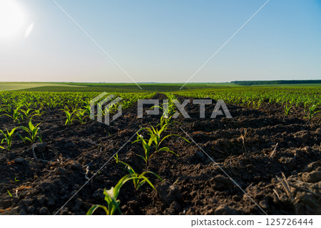 Young corn plants emerge from the fertile soil in a vast agricultural field under a bright sun, showcasing nature's growth Young corn plants emerge from the fertile soil in a vast agricultural field under a bright sun, showcasing nature's growth 125726444