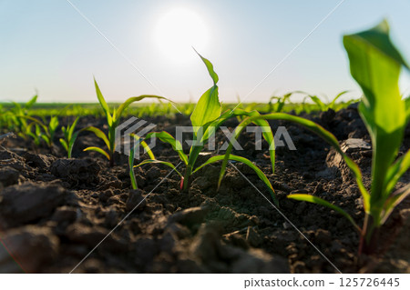 Corn sprouts emerge from rich soil in a rural field, illuminated by bright sunlight, indicating healthy growth during the growing season Corn sprouts emerge from rich soil in a rural field, illuminated by bright sunlight, indicating healthy growth during the growing season 125726445