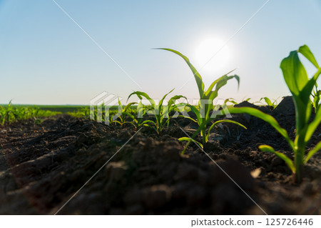 Young corn plants emerge from the soil, basking in sunlight in a rural farming field during the day Young corn plants emerge from the soil, basking in sunlight in a rural farming field during the day 125726446
