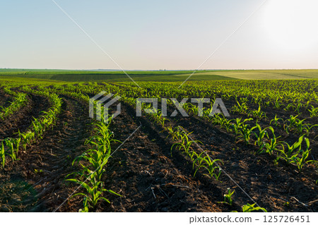 Rows of young corn plants grow steadily in a fertile field, nourished by sunlight and rich soil in a rural setting Rows of young corn plants grow steadily in a fertile field, nourished by sunlight and rich soil in a rural setting 125726451