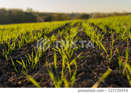 Wheat seedlings emerge from the soil in a winter field, basking in sunlight that highlights vibrant green sprouts and fertile earth 125726458