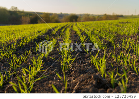 Young winter wheat sprouts grow vigorously in rich soil under the warm sunlight. The green field stretches far, indicating a healthy crop 125726459