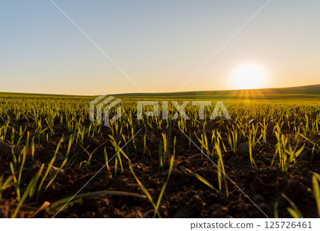 Bright green wheat sprouts thrive in a winter field, basking under the warm sunlight as they grow toward the sky Bright green wheat sprouts thrive in a winter field, basking under the warm sunlight as they grow toward the sky 125726461
