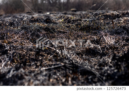 The land shows extensive damage from a recent fire, with charred grass and ashes covering the ground, hinting at new life emerging 125726473