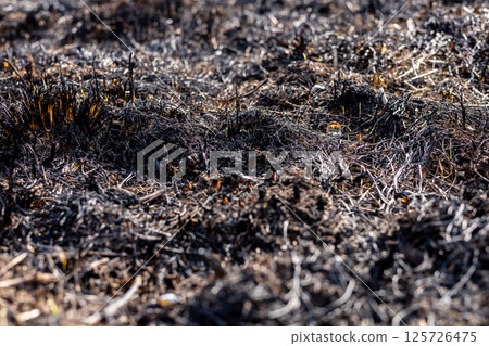 Grassland is devastated by fire, showcasing a landscape of charred earth and lingering smoke, highlighting the danger of wildfires Grassland is devastated by fire, showcasing a landscape of charred earth and lingering smoke, highlighting the danger of wildfires 125726475