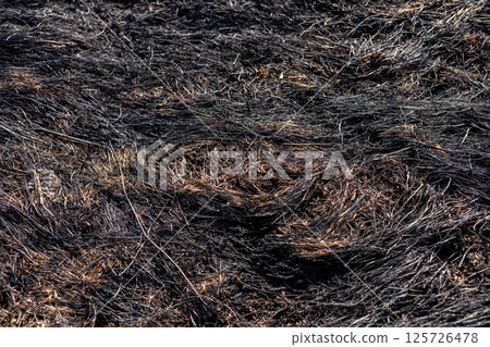 Blackened grass and scorched earth reveal the aftermath of fire, showcasing nature's destruction and the lingering danger of smoke Blackened grass and scorched earth reveal the aftermath of fire, showcasing nature's destruction and the lingering danger of smoke 125726478