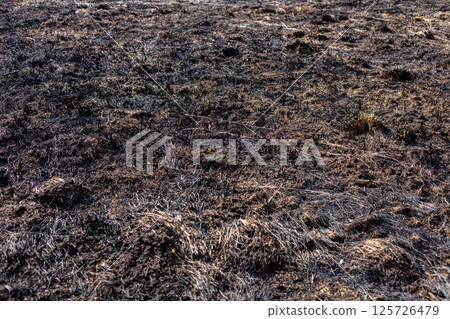 Burnt grassland shows signs of severe damage after a fire, with charred earth and remnants of smoke indicating danger and destruction 125726479