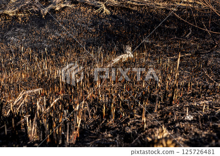 Burnt grass reveals a devastated landscape where flames have ravaged the land, leaving only charred remnants and smoke in the air 125726481