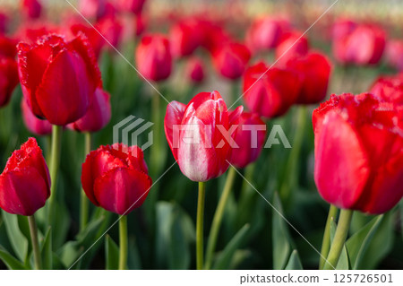 Colorful tulips are blooming beautifully in a vibrant flowerbed, showcasing their lush petals against a green backdrop in springtime 125726501