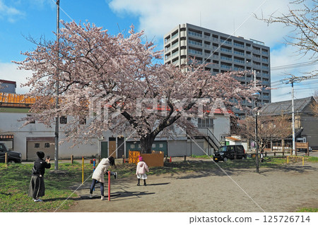 Otaru playground cherry blossoms Otaru playground cherry blossoms 125726714