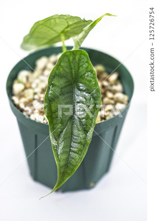 Houseplant Alocasia Dragon's Breath Houseplant Alocasia Dragon's Breath 125726754
