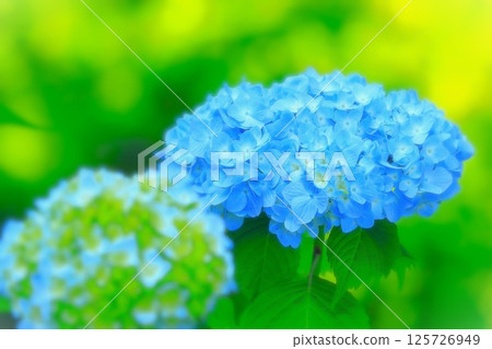 Refreshing blue hydrangea flower 125726949