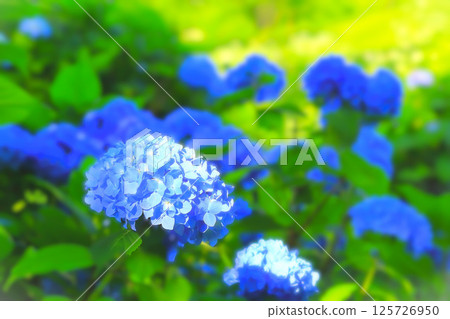 Refreshing blue hydrangea flower Refreshing blue hydrangea flower 125726950